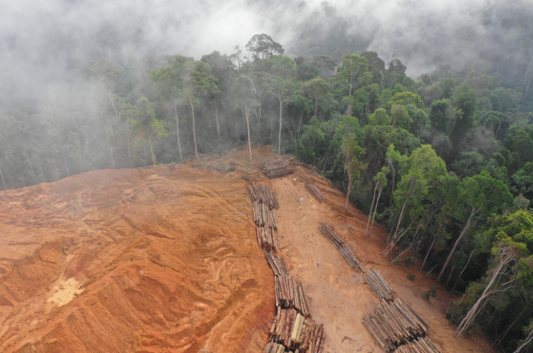 Deforestasi Hutan Sumatra sebagai Faktor Utama Pemicu Banjir dan Tanah Longsor