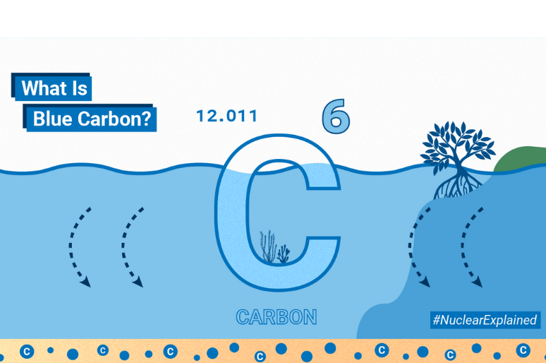 Apa Itu Blue Carbon? Pengertian, Jenis Ekosistem, dan Manfaatnya bagi Lingkungan