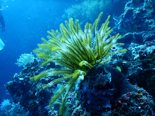 Mengenal Organisme di Biota Laut Plankton dan Benthos