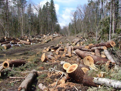 Dampak Deforestasi dan Penggundulan Hutan  Terhadap Permukaan Bumi