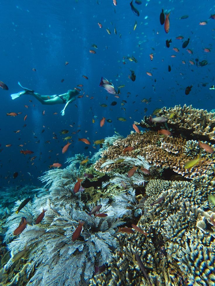 Dampak Pencemaran dan Eksploitasi Berlebihan Terhadap Biota Laut