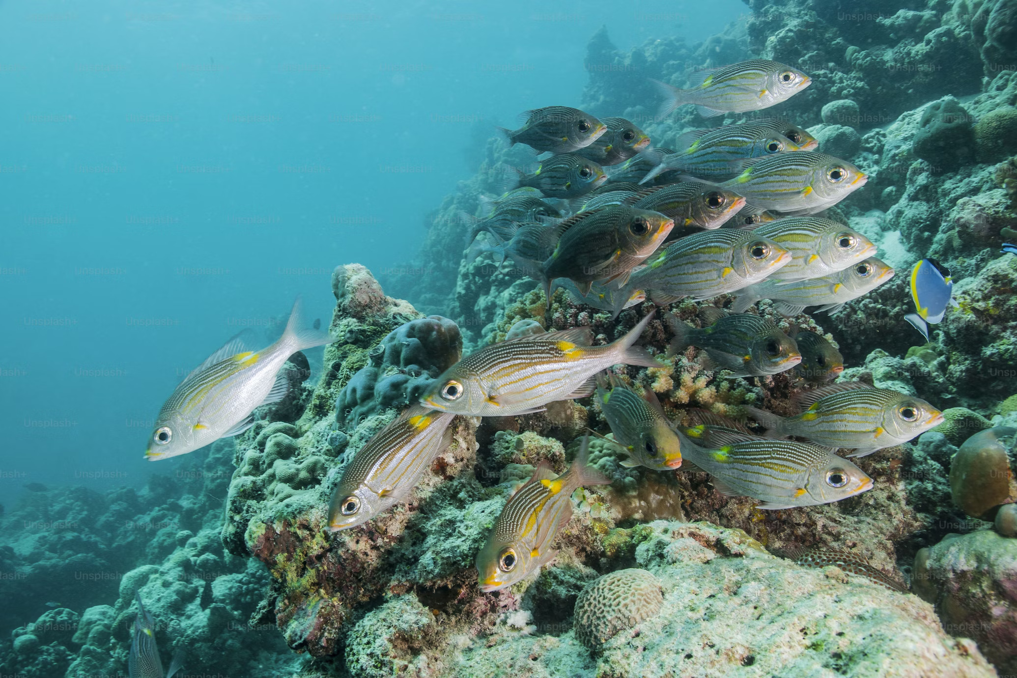 Keanekaragaman Biota Laut