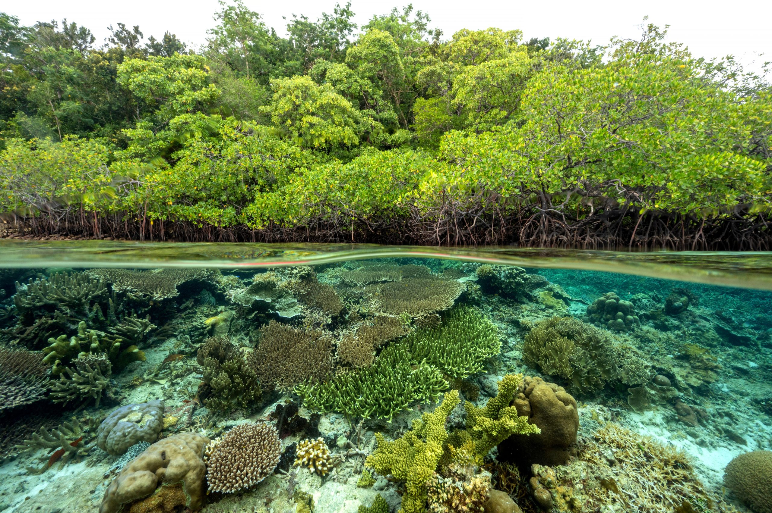 Menjaga Kesehatan Ekosistem dengan Mematuhi Baku Mutu Laut