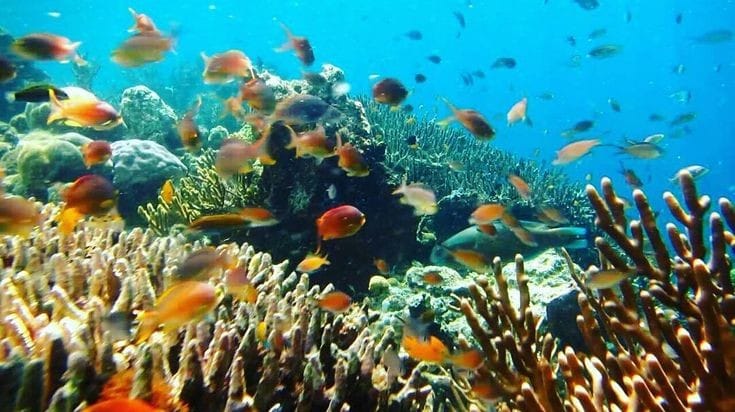 Biota Laut Sumber Makanan dan Obat Tak Ternilai